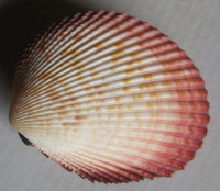 Trachycardium angulatum, Lamarck, 1819